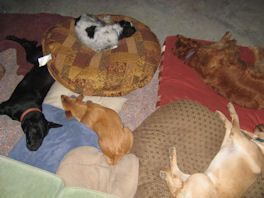 Dog Kennel Requirements at the Tail Waggin' Ranch in Bozeman MT